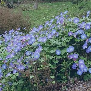 Meet your Posher, Ruth